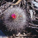 Image of Thelocactus macdowellii (Rebut ex Quehl) W. T. Marshall