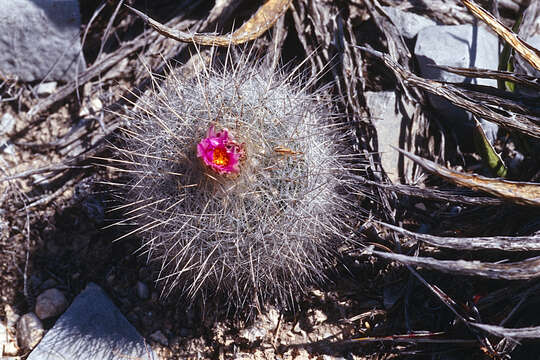 Image of Thelocactus macdowellii (Rebut ex Quehl) W. T. Marshall