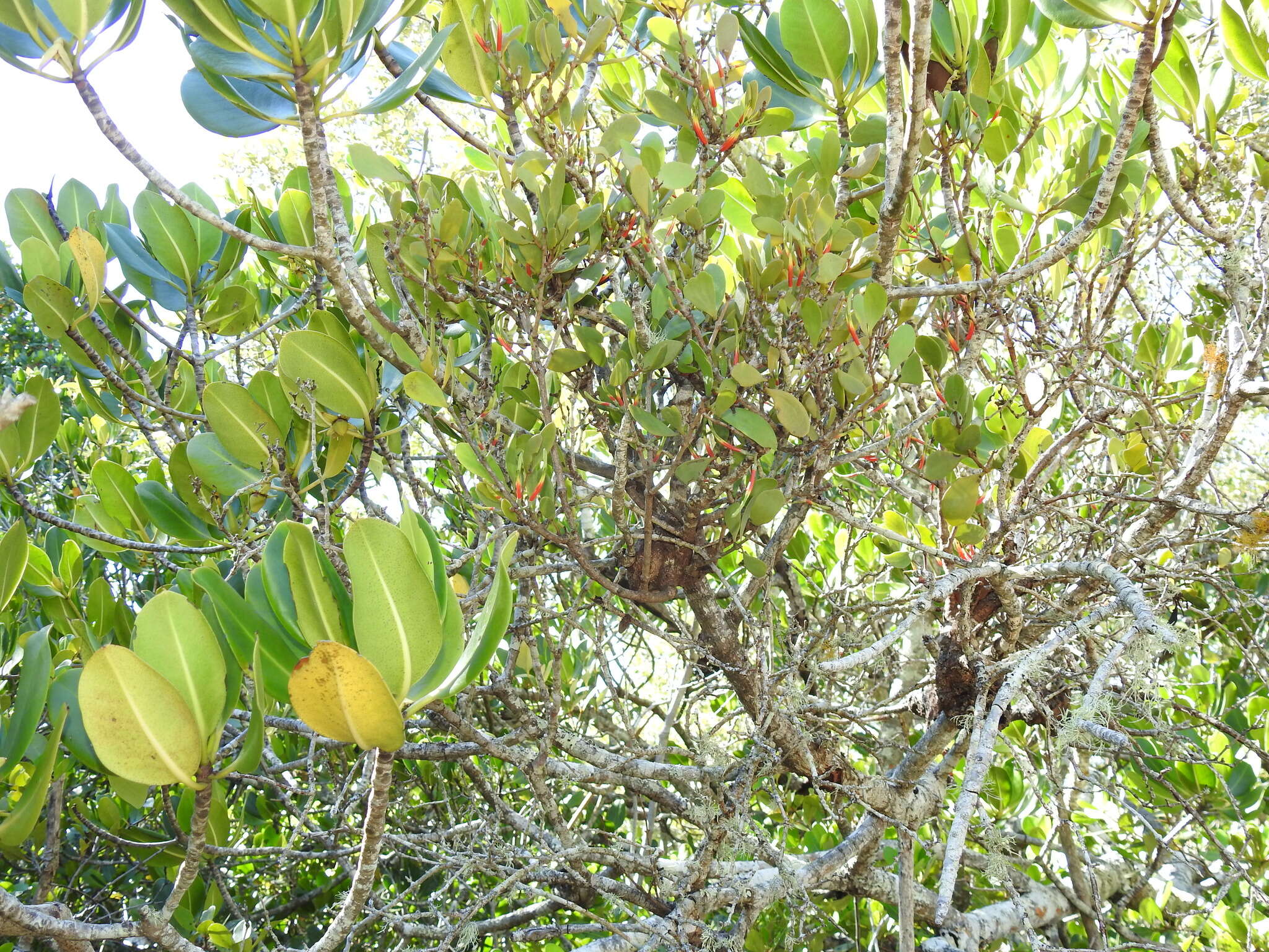 Image of Lysiana maritima (B. A. Barlow) B. A. Barlow