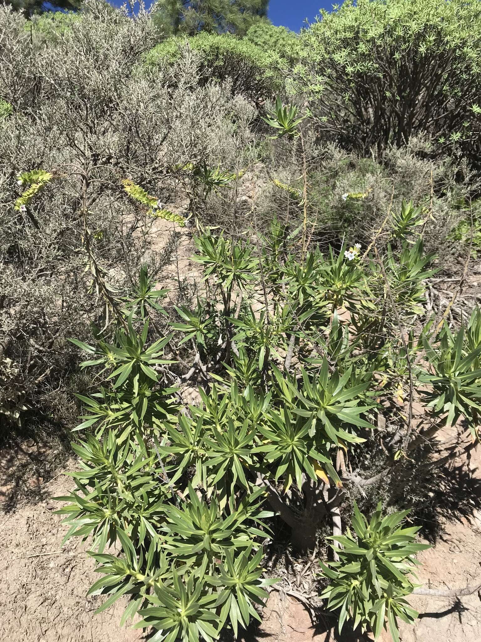 Image of Echium onosmifolium Webb & Berth.