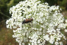 Image of Stenopterus ater (Linné 1767)