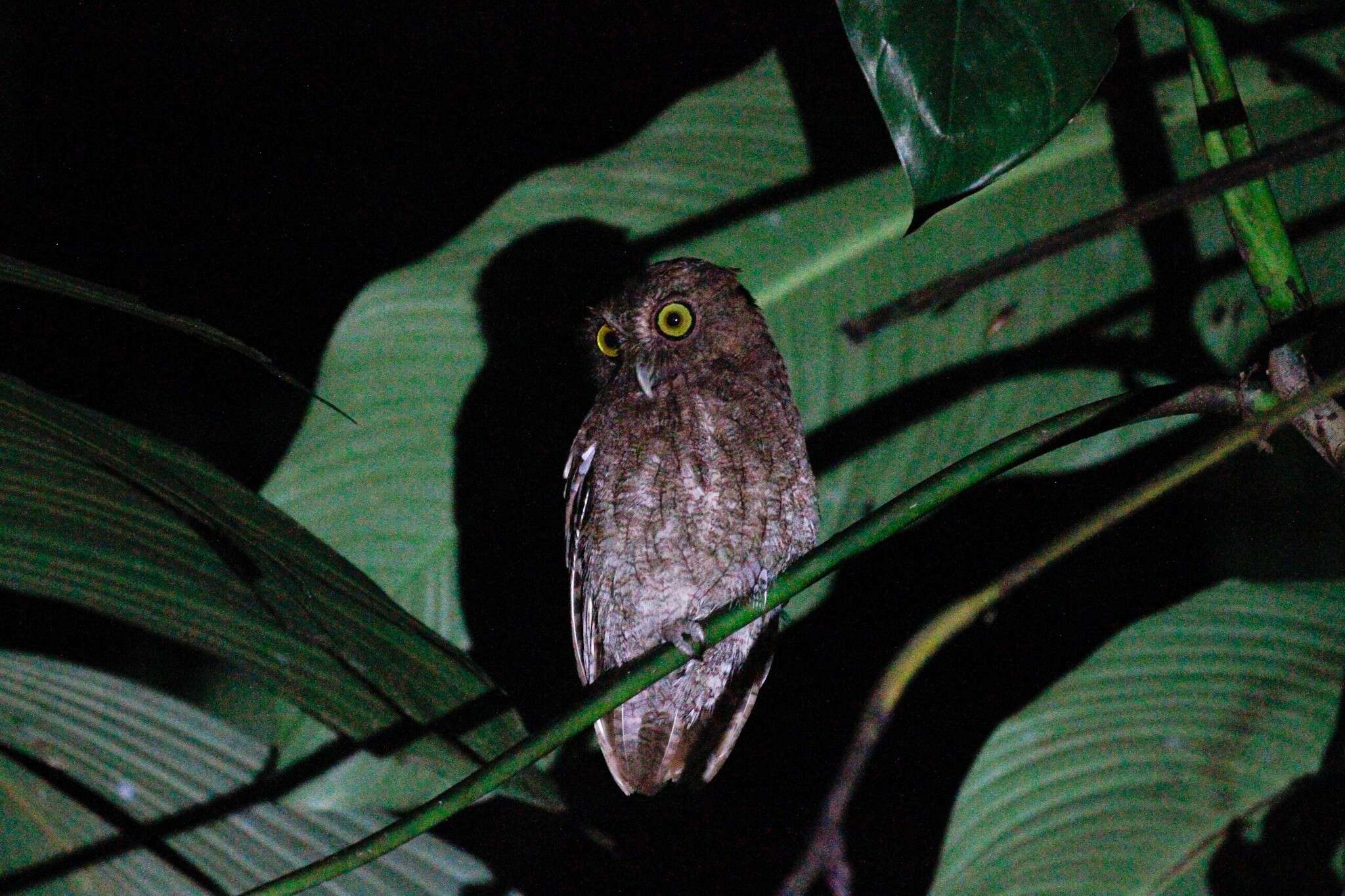 Image of Choco Screech Owl