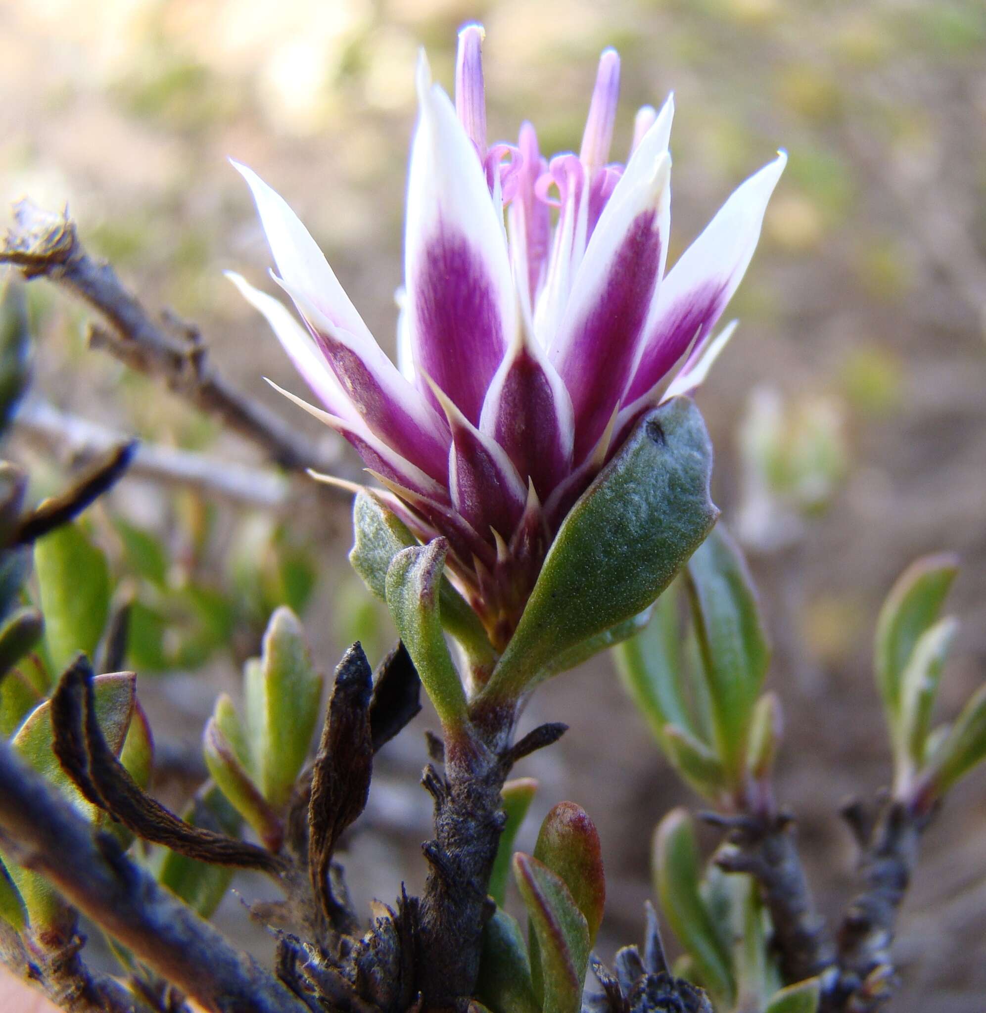 Image of Macledium spinosum (L.) S. Ortiz