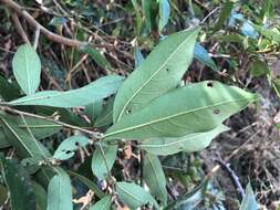 Image of Litsea hypophaea Hayata