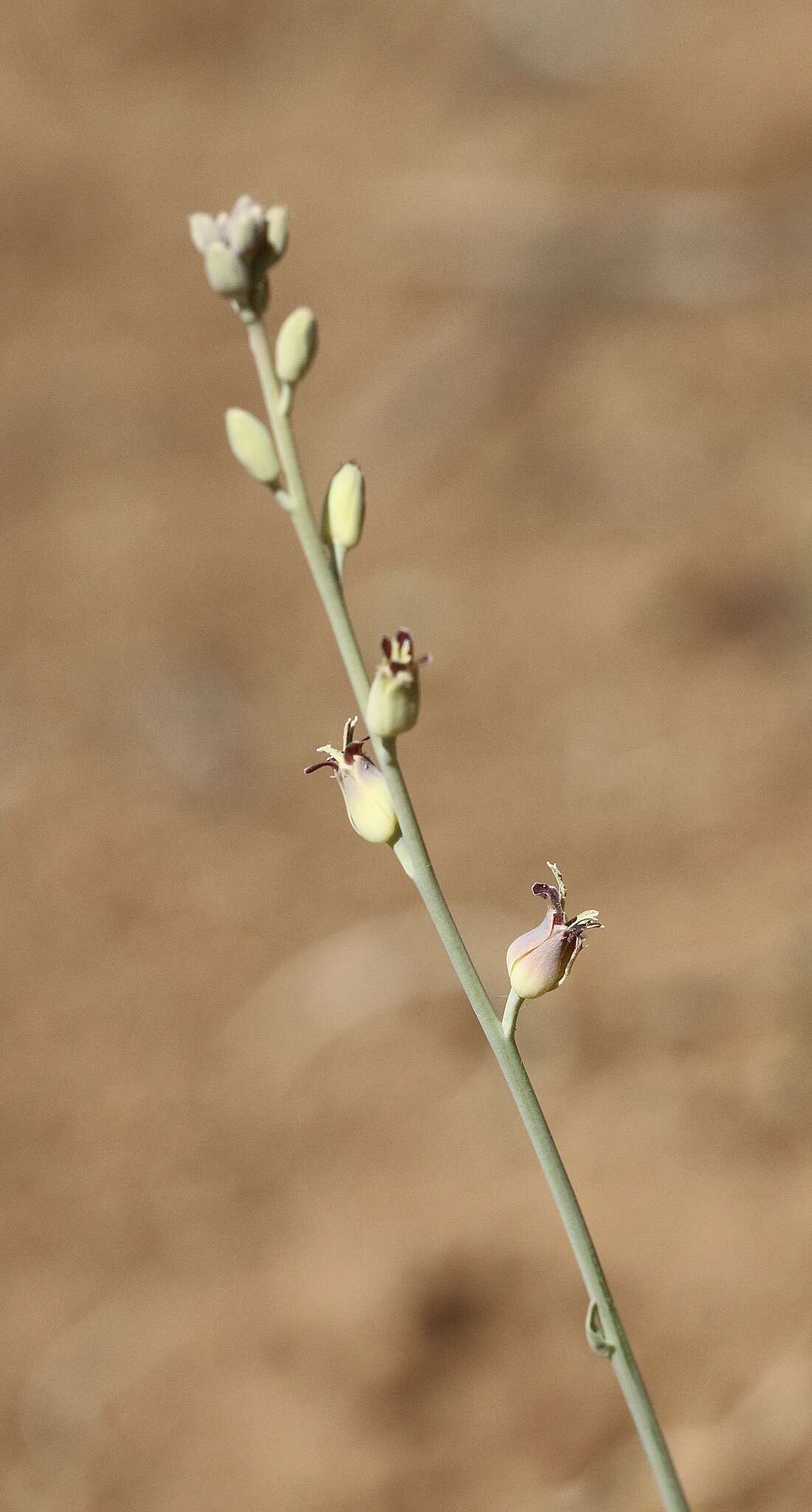 Слика од Streptanthus cordatus subsp. piutensis (J. Howell) D. W. Taylor