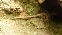 Image of Madrean Tropical Night Lizard
