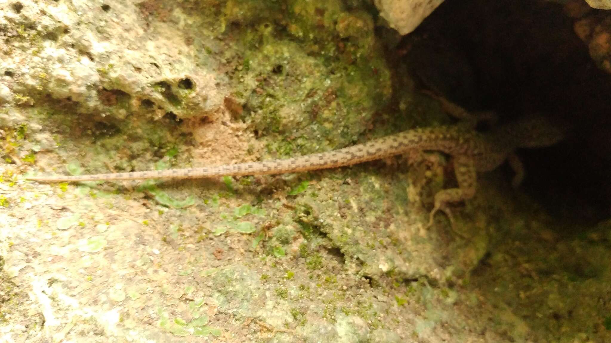 Image of Madrean Tropical Night Lizard