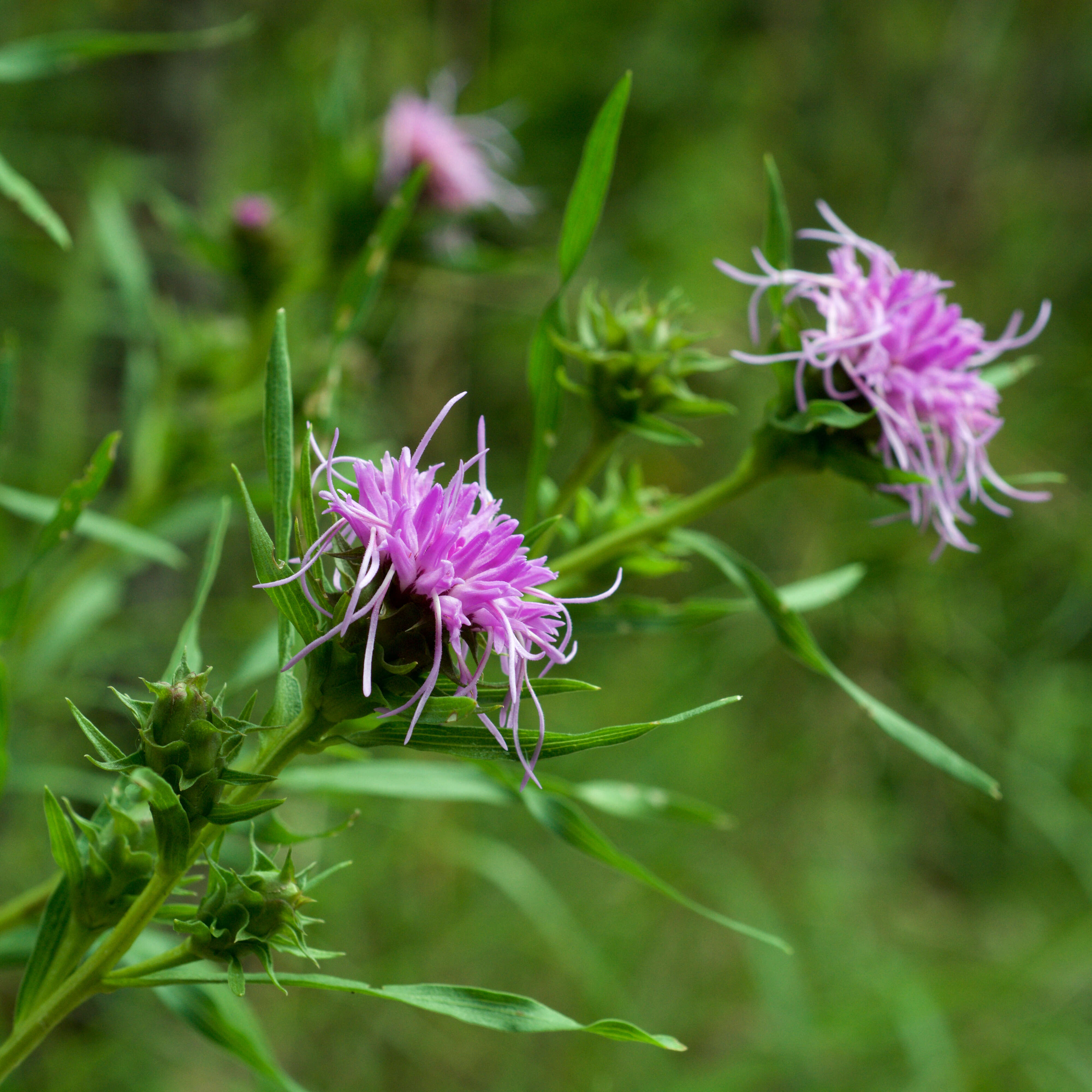 Слика од Liatris compacta (Torr. & A. Gray) Rydb.