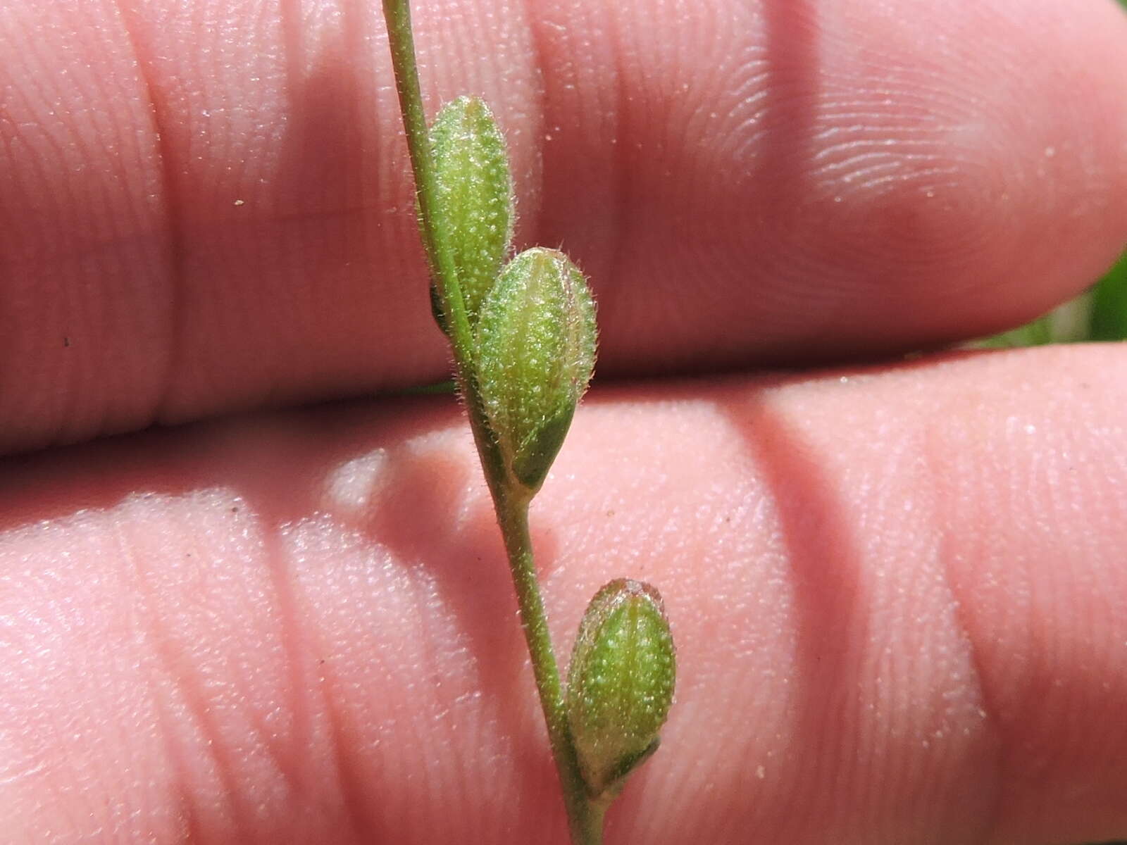 Image of Spach's evening primrose