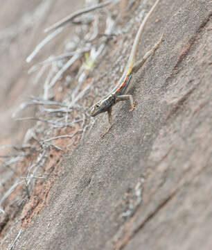 Image of Black Lava Lizard