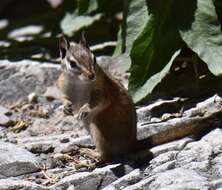 Image of Palmer’s Chipmunk