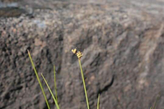 Image de Carex holostoma Drejer