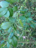 Image of Florida hammock milkpea