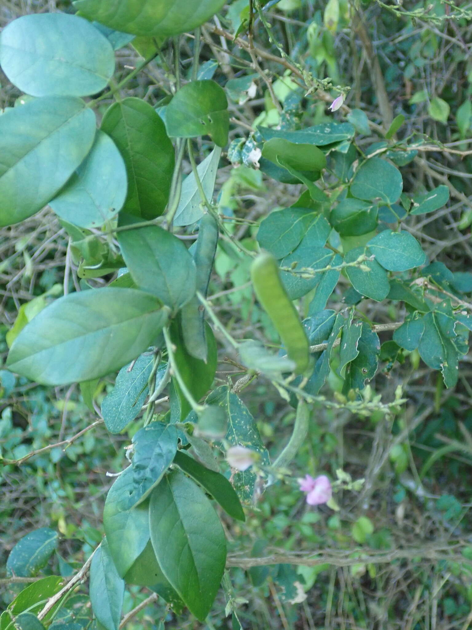 Image of Florida hammock milkpea