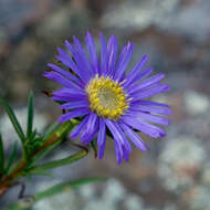 Image of southern prairie aster