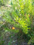 Image of Flax-Leaved Daphne