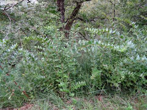 Image of Coriaria myrtifolia L.