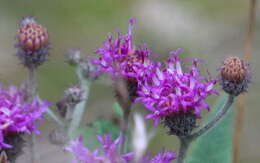 Image of Baldwin's ironweed