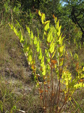 Image of Coriaria myrtifolia L.