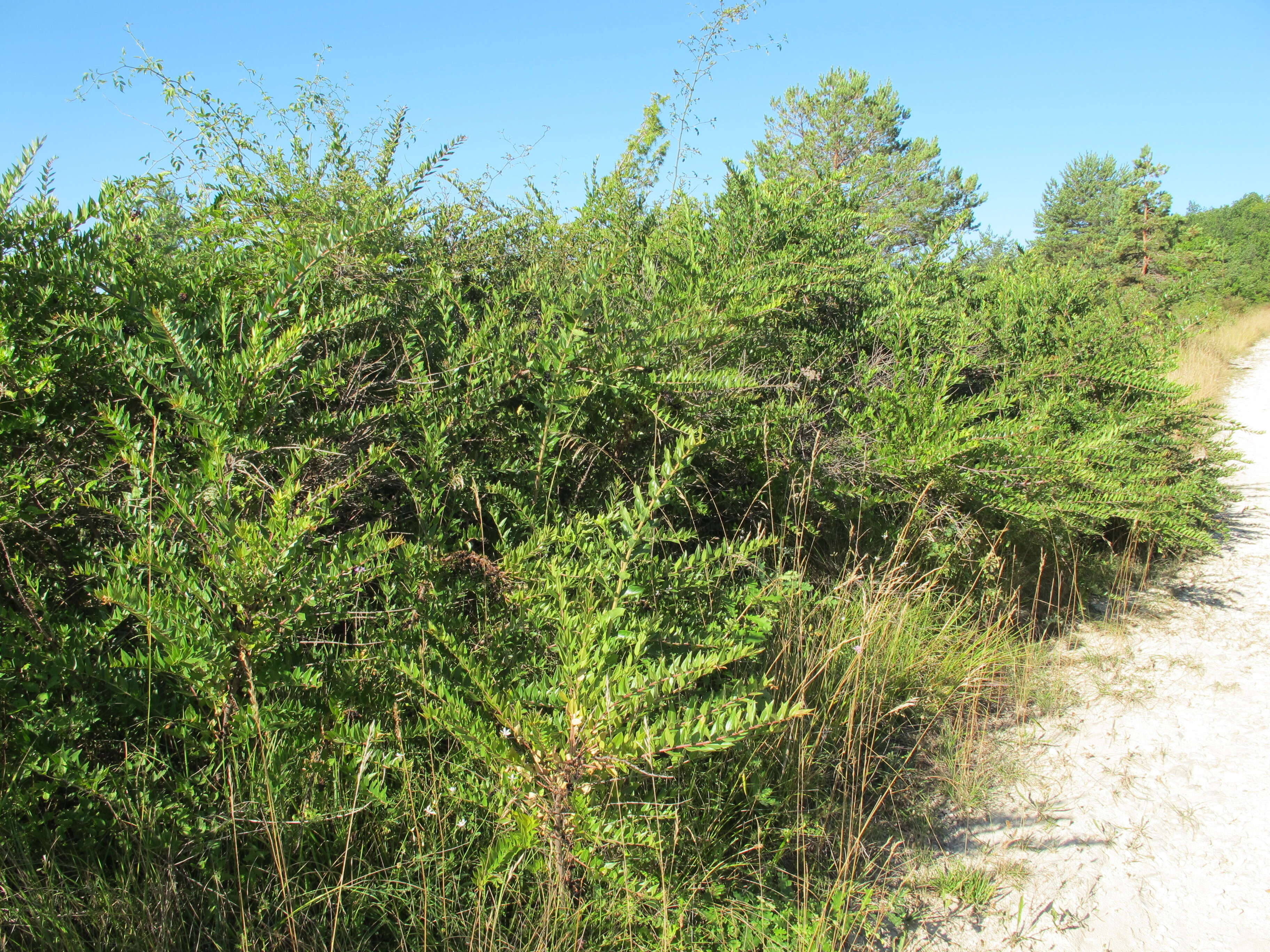 Image of Coriaria myrtifolia L.