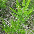 Image of <i>Coriaria myrtifolia</i> L.