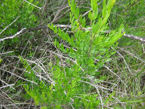 Image of Coriaria myrtifolia L.