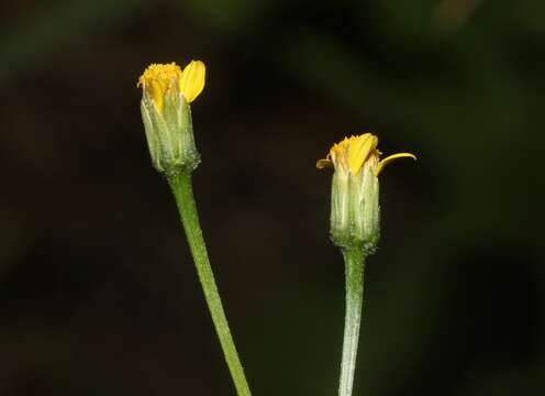 Bidens leptocephala Sherff的圖片