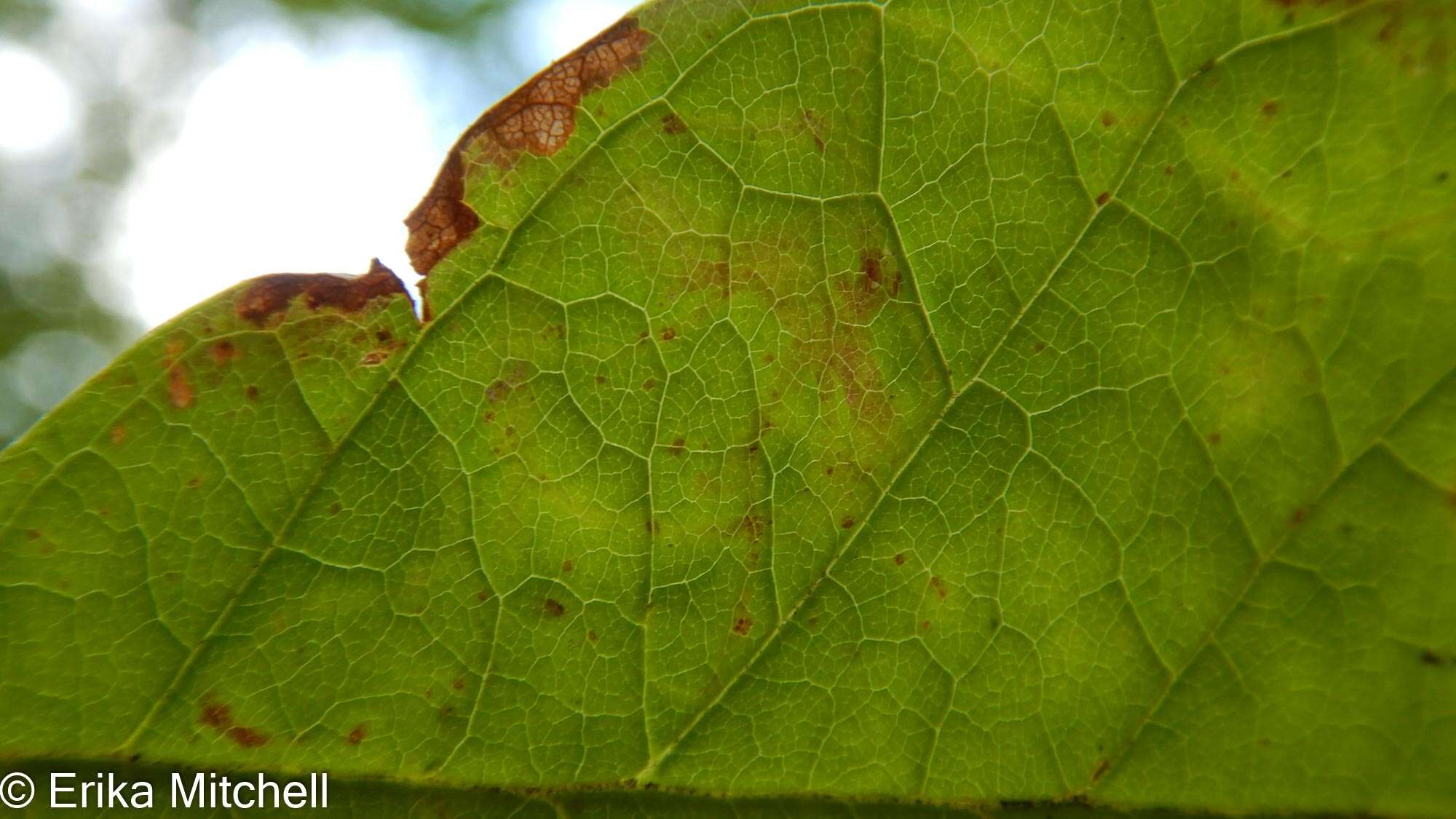 Image of Ash Leaf-roller