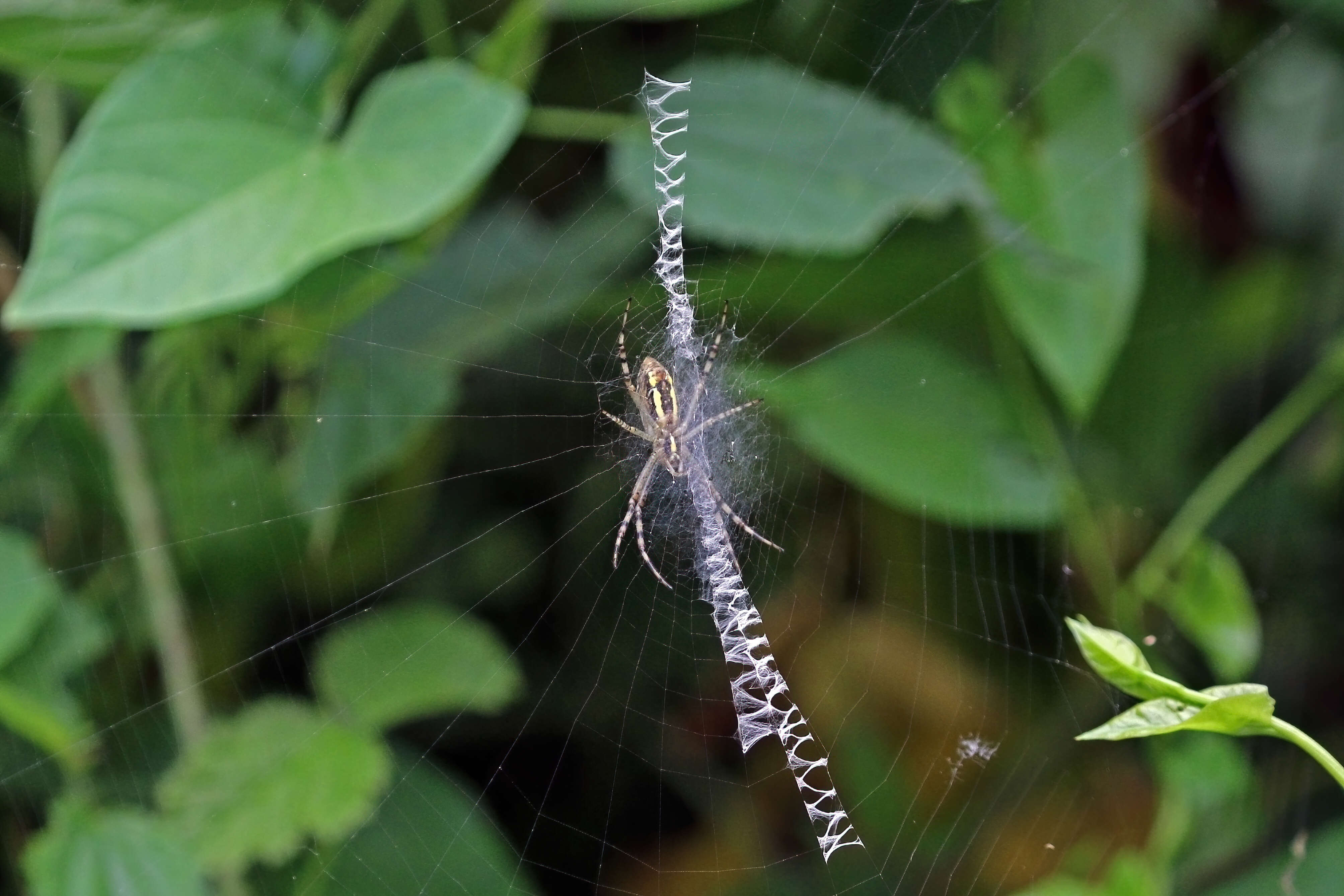 Image of Barbary Spider