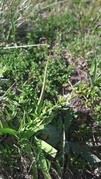 Image of Thesium alpinum L.