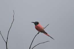 Image of Northern Carmine Bee-eater