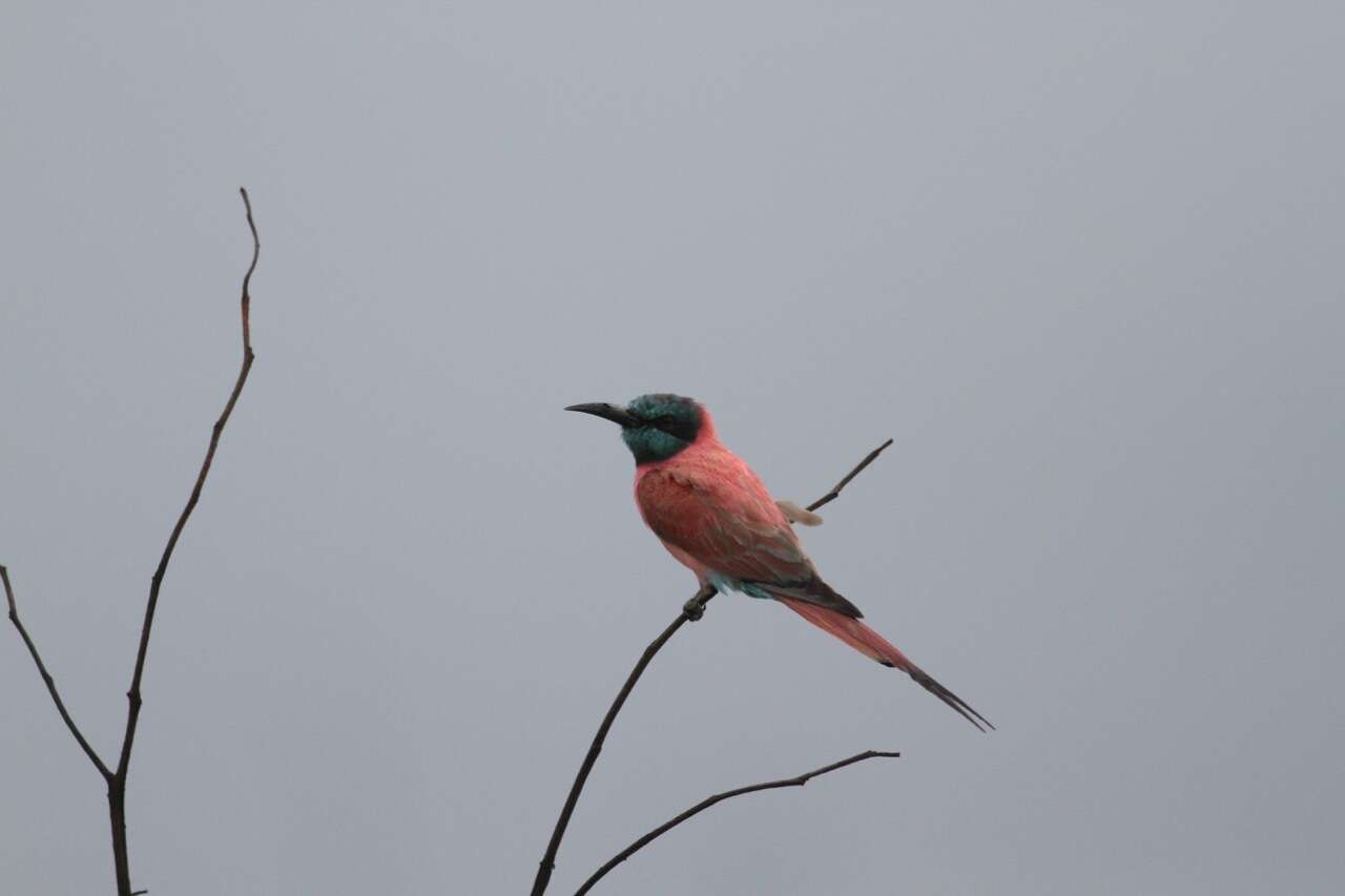 Image of Northern Carmine Bee-eater