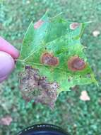 Image of Sycamore Leaf Blotch Miner