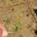 Image of Lepidium tandilense Boelcke