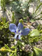 Image of Lobelia boivinii Sond.