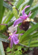 Image of Ophrys argolica subsp. biscutella (O. Danesch & E. Danesch) Kreutz