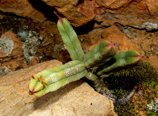 Image of Crassula pyramidalis Thunb.