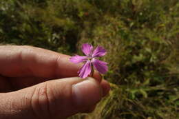 صورة Dianthus campestris M. Bieb.