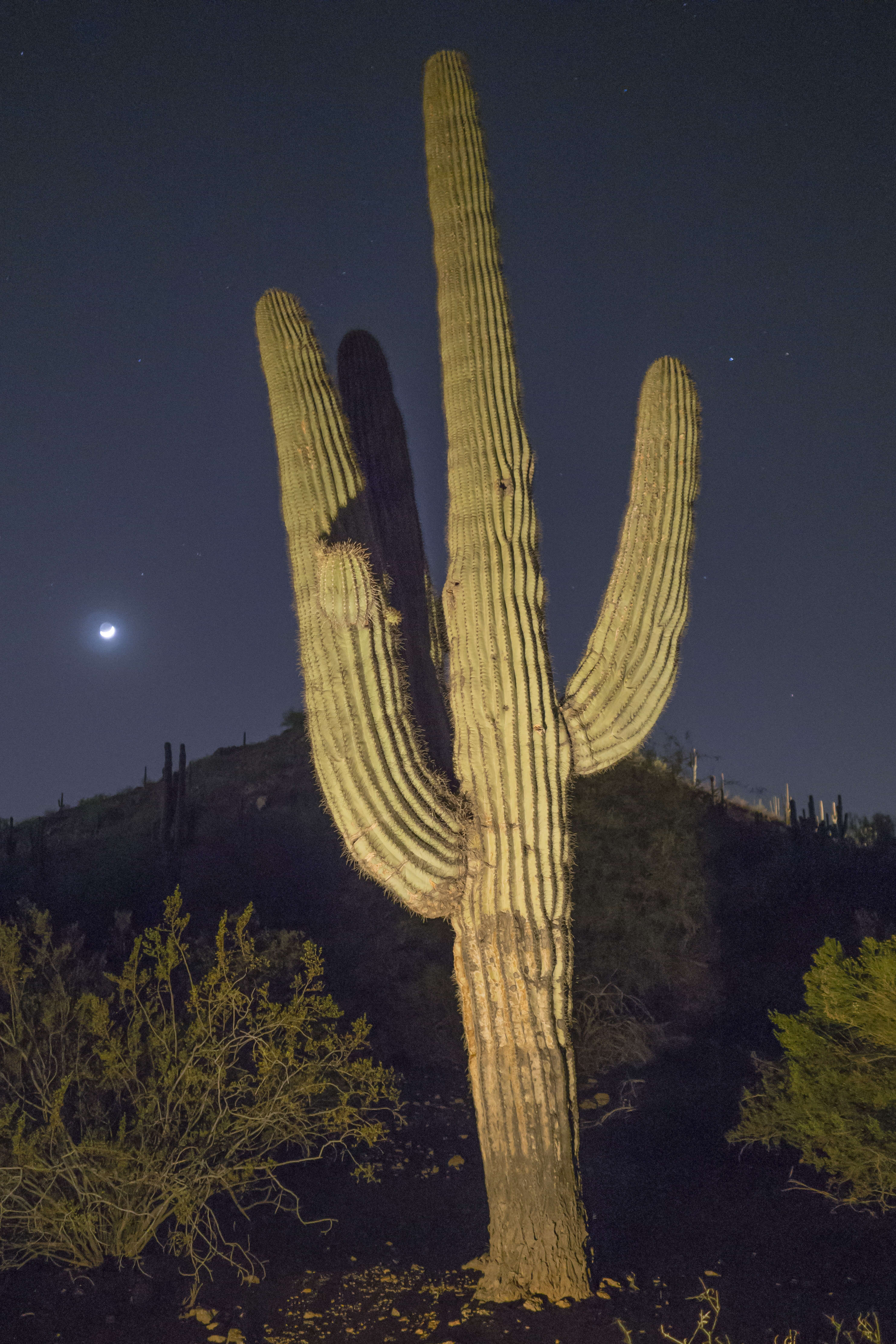 Image of saguaro