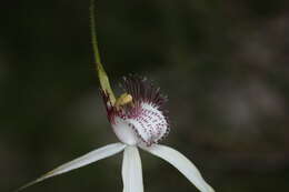 Image of Darling Scarp white spider orchid