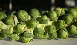 Image of Brussels Sprout