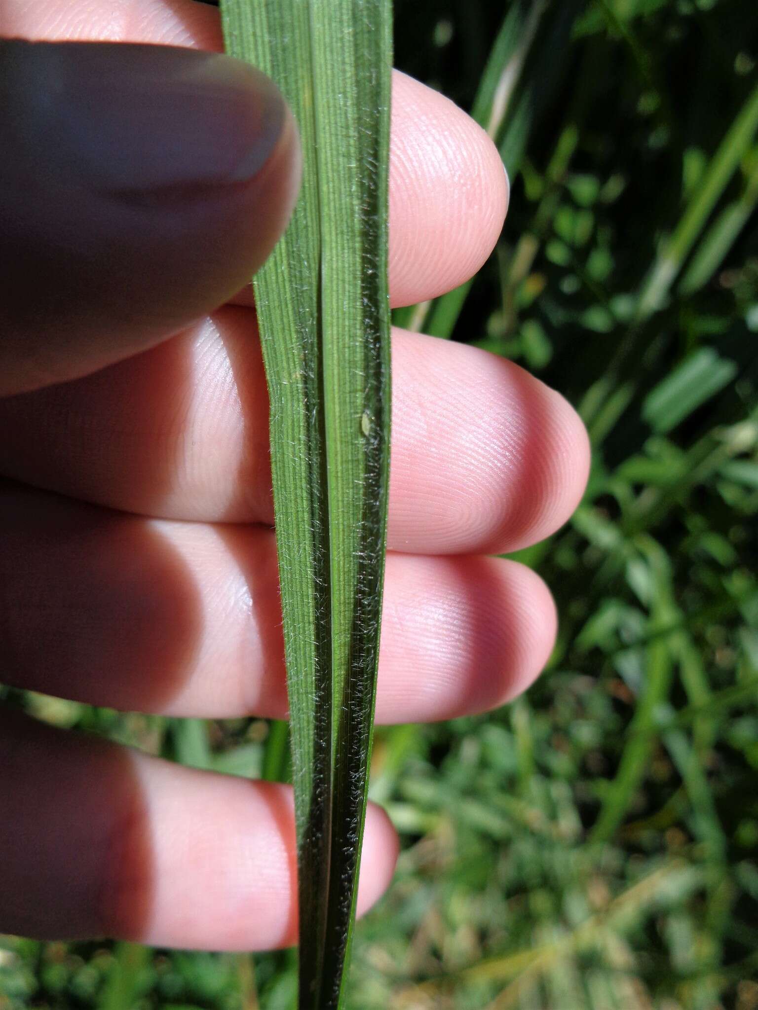 Image de Carex atherodes Spreng.