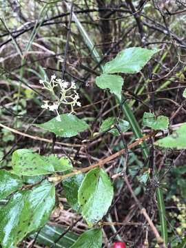 Image of Viburnum luzonicum Rolfe