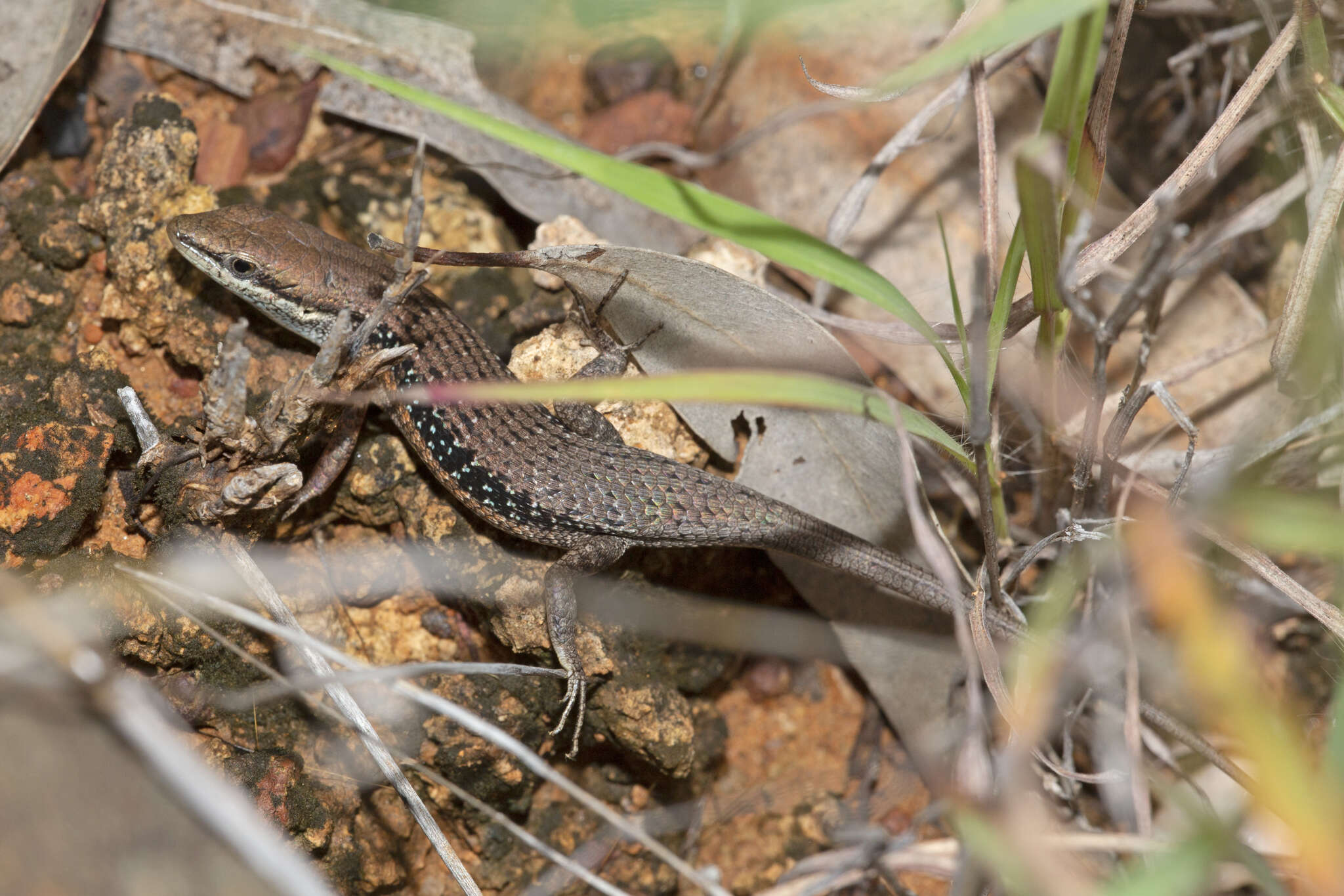 Image of Lined Rainbow-skink