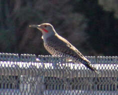 Image of Colaptes auratus cafer (Gmelin & JF 1788)