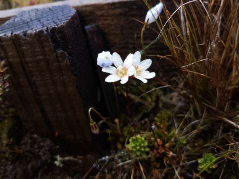 Image de Forstera tenella Hook. fil.