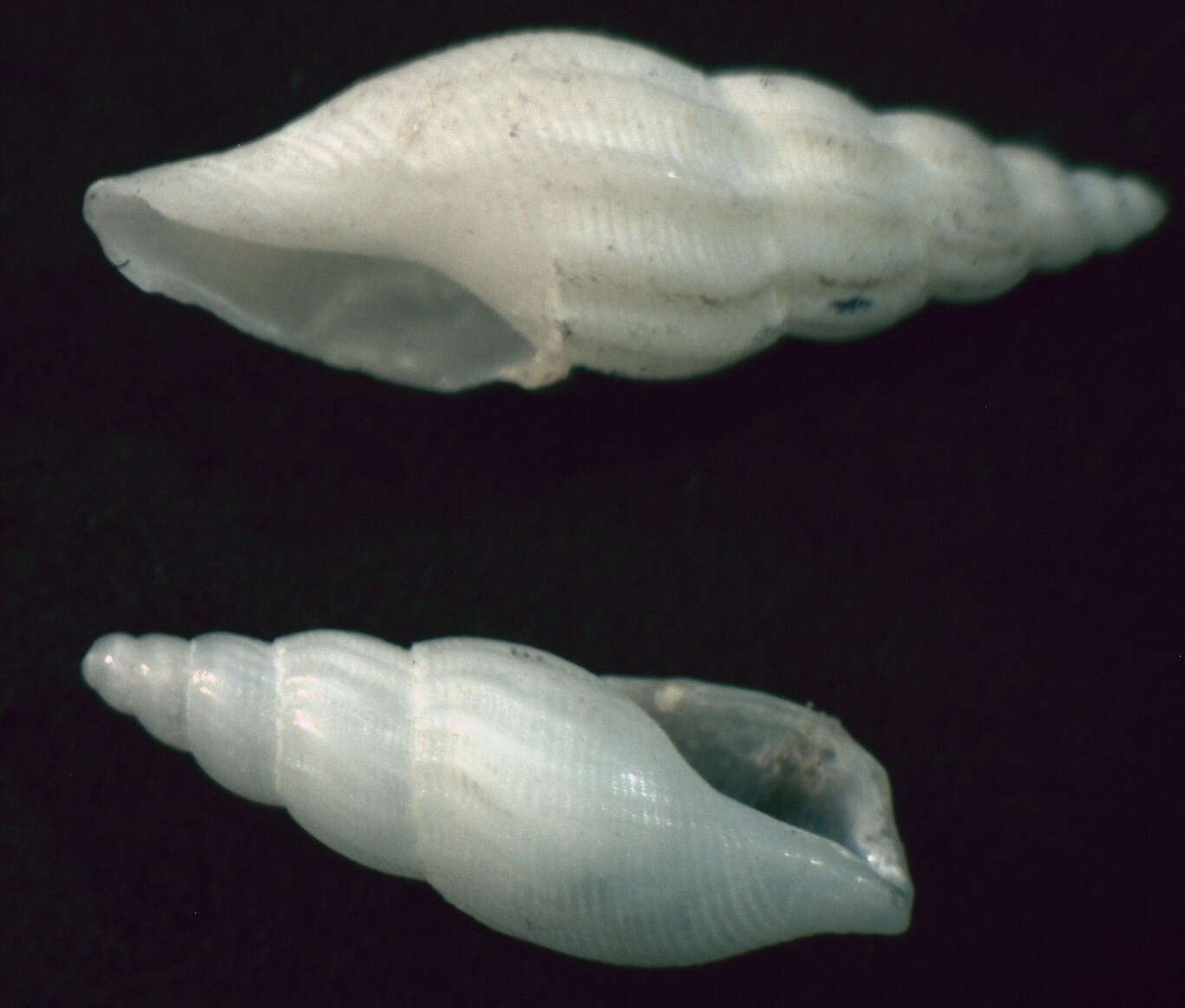 صورة Guraleus amplexus (Gould 1860)