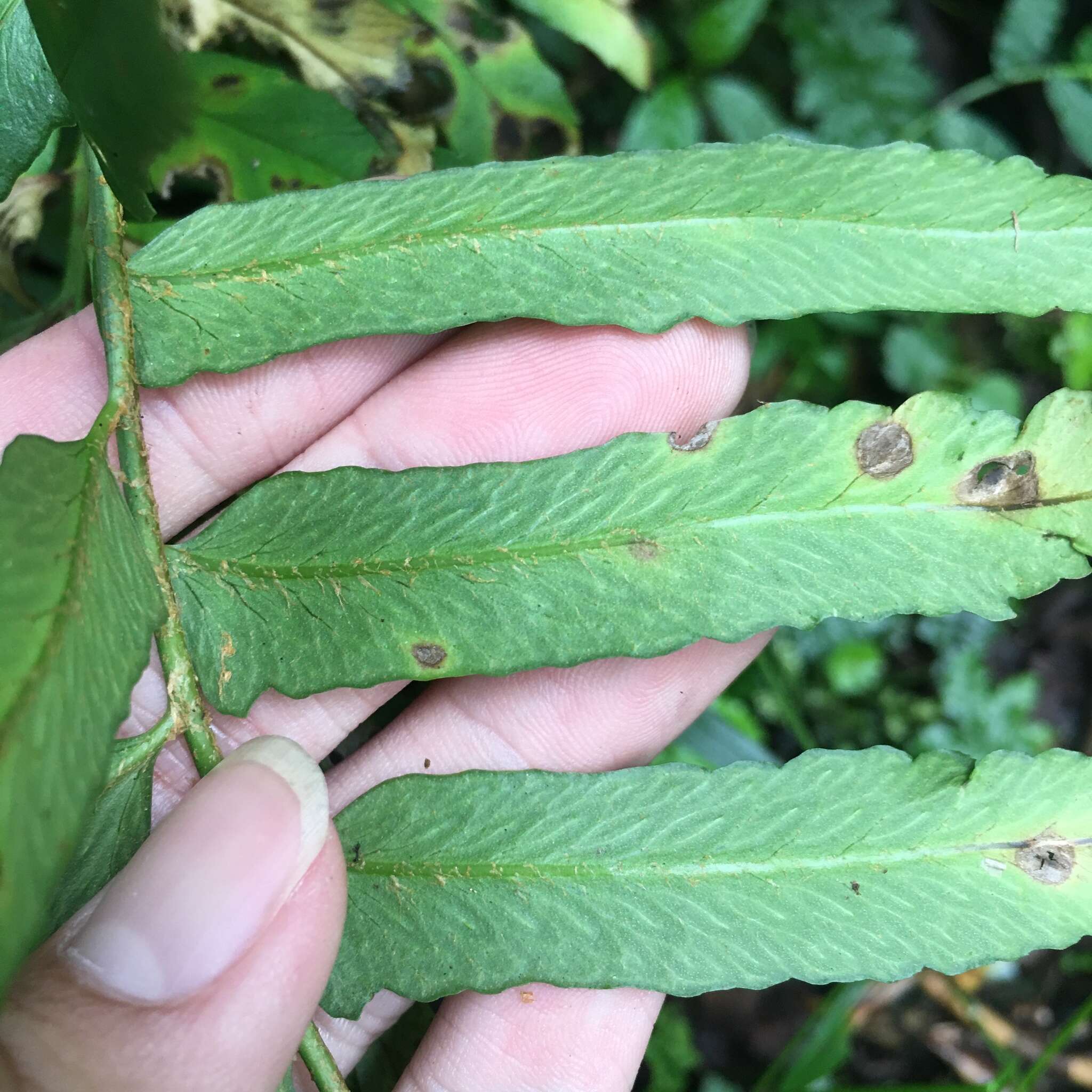 Image of Polystichum integripinnum Hayata