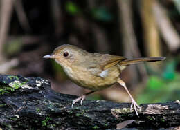 Image of Buff-breasted Babbler