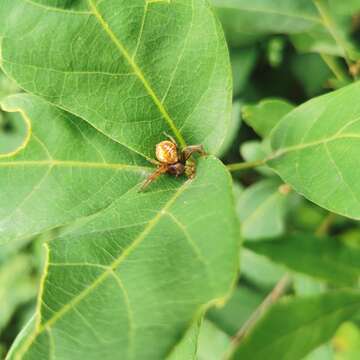 Image of Synema zonatum Tang & Song 1988